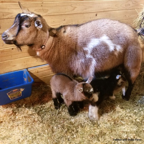 goat-gestation